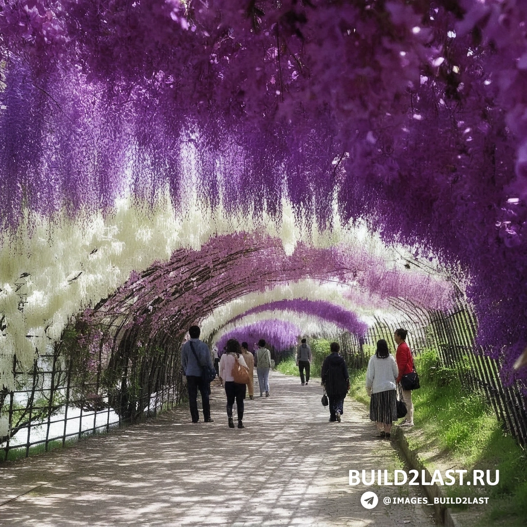 Фиолетовый тоннель глициний в японском парке, знаменитая достопримечательность.